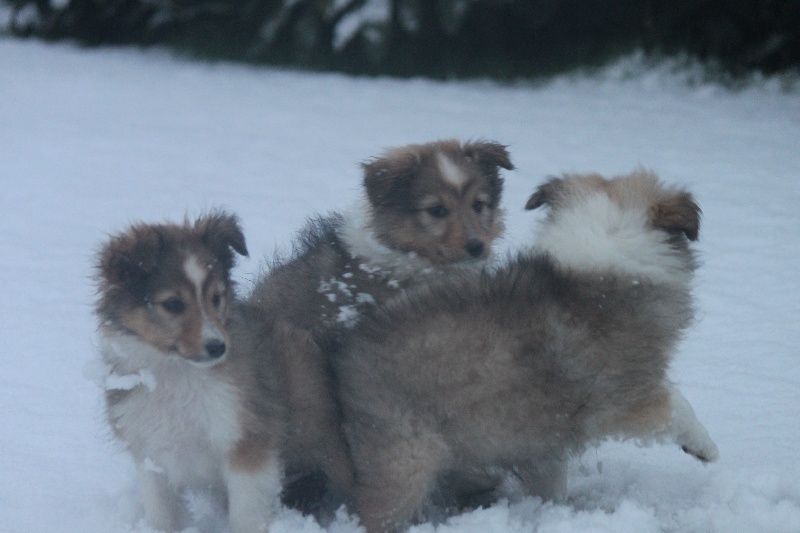 De goazilec - Shetland Sheepdog - Portée née le 13/12/2012