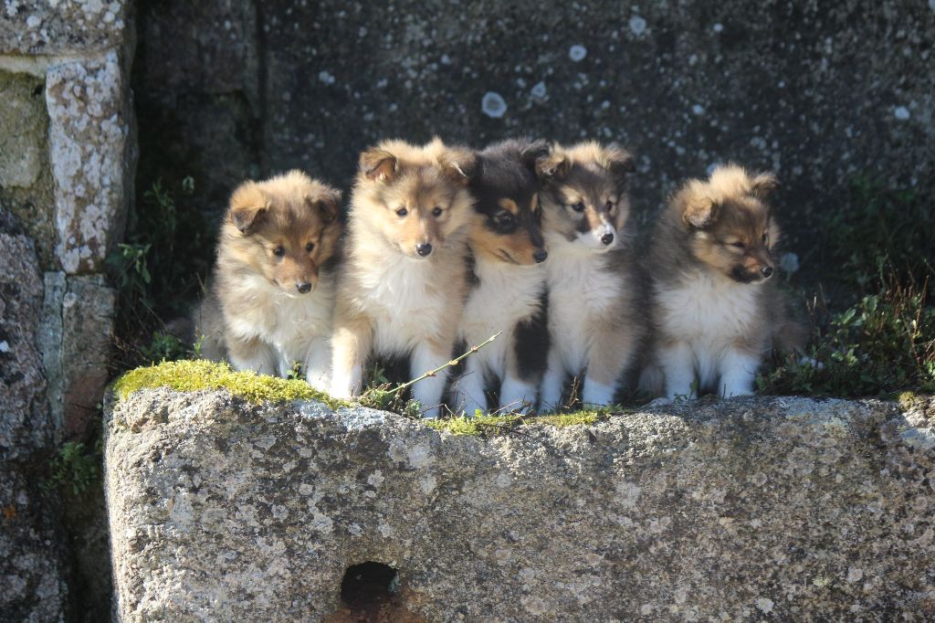 De goazilec - Shetland Sheepdog - Portée née le 02/01/2018