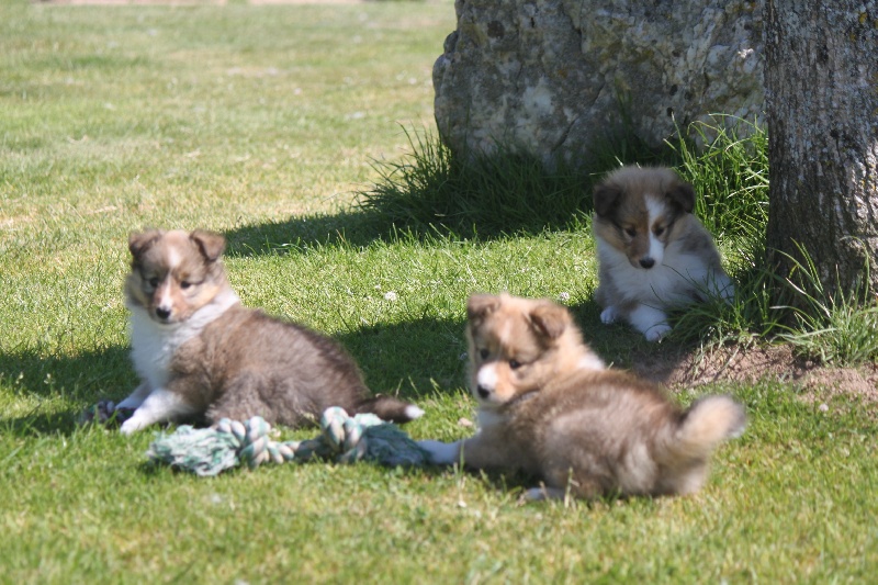 De goazilec - Shetland Sheepdog - Portée née le 28/05/2013