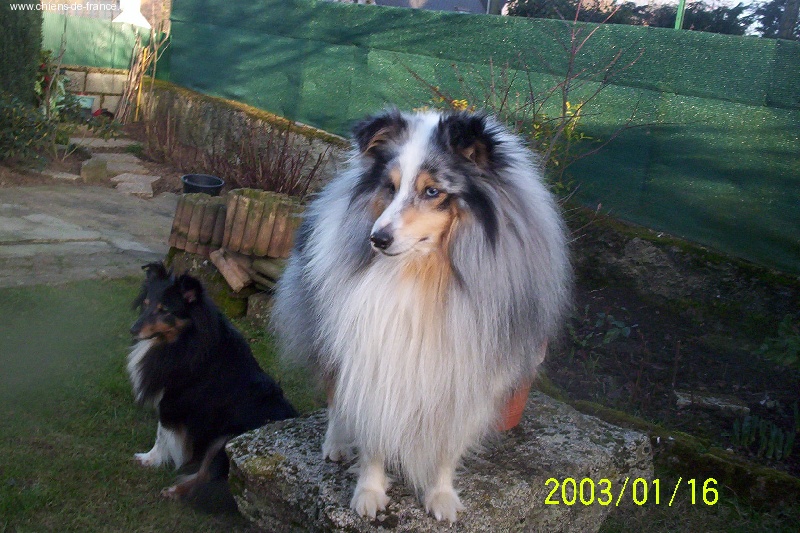 Triskell blue De goazilec