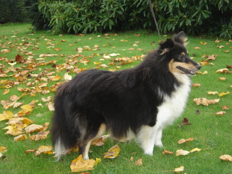 Uzelle De la sierra maestra